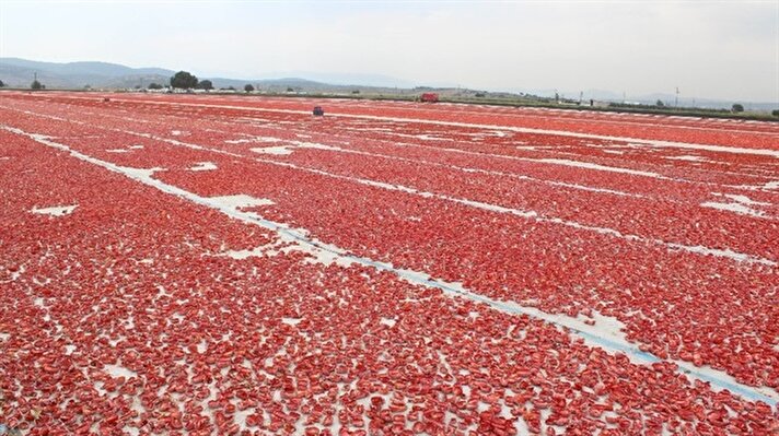 Torbalı’dan dünyaya 60 bin ton kuru domates 
