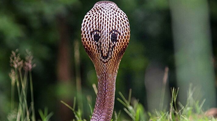 Vahşi doğada bir kobra yılanı ile karşılaşmak hiç de gülünecek bir durum değildir.