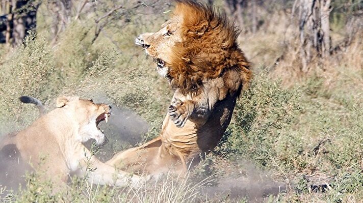 Erkek aslanın dişi aslanlara saldırma anı Ona Basimane isimli fotoğrafçı tarafından kaydedildi.
