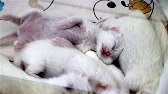 At YYÜ’s Van Cat Research and Application Center, a Turkish Van cat gave birth to three healthy kittens via C-section.