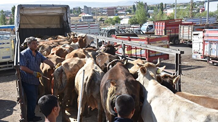 Kurbanlıklar, Gıda, Tarım ve Hayvancılık Müdürlüğü önünden tırlara yüklendi ve İstanbul'a gönderilmek üzere yola çıkarıldı.
