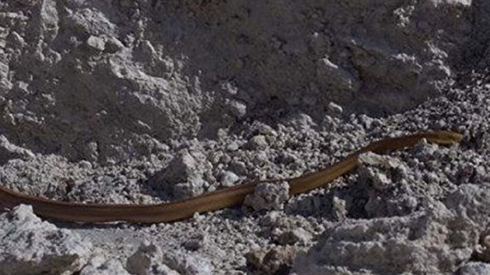 ABD'nin Florida eyaletinde çekilen görüntülerde yer alan yılanlar kıran kırana bir mücadeleye girdi. 