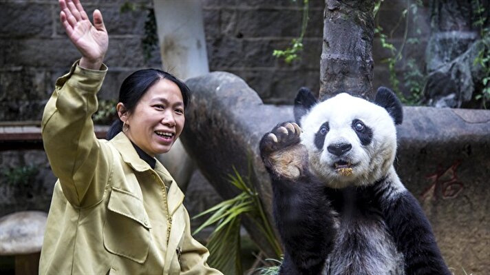 Dünyanın en yaşlı pandası olan Basi, 37 yaşında hayatını kaybetti.