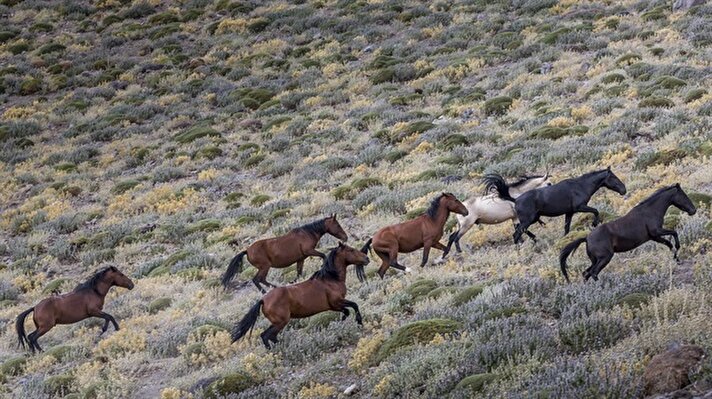 Orman ve Su İşleri Bakanlığı Doğa Koruma ve Milli Parklar Genel Müdürlüğünce hazırlanan "Yılkı Atları Kontrolü ve Rehabilitasyon Projesi" kapsamında, Karaman Karadağ'da yaşamlarını sürdüren yılkı atları, toplanma merkezine alınmaya başlandı.