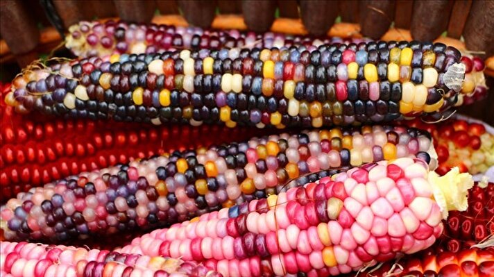 Turkish farmer produces colourful corns