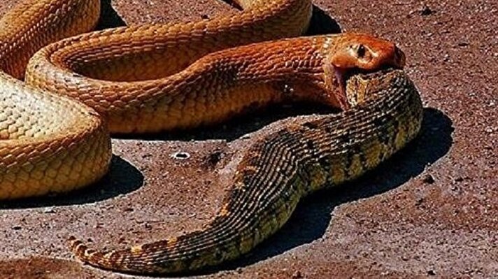 Kobra yılanının 52 dakika süren avı