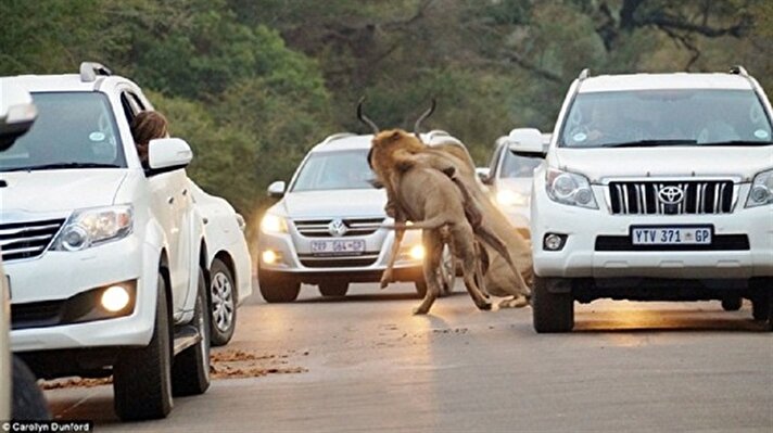 Aslanlar trafiğin ortasında avlandı