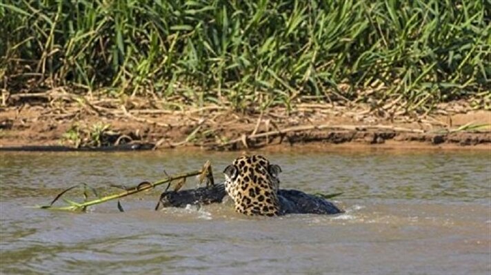   نمر جاكوار يفترس تمساح بطريقة وحشية 
