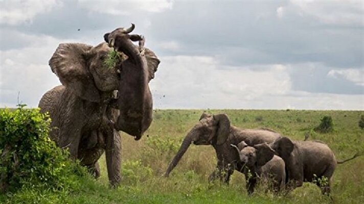  بالصور.. هذا ما تفعله الفيلة الغاضبة بجاموس اقترب منها!