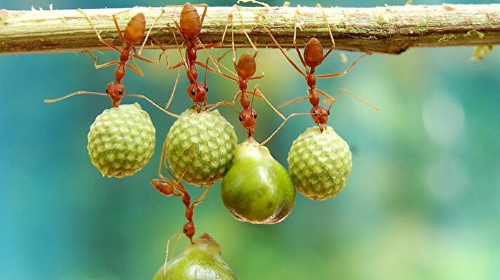 34 yaşındaki fotoğrafçı Eko Adiyanko'nun karelerinde karıncalar kendi ağırlıklarının 10 kat fazlası olan meyveleri imece usülü taşıyor.