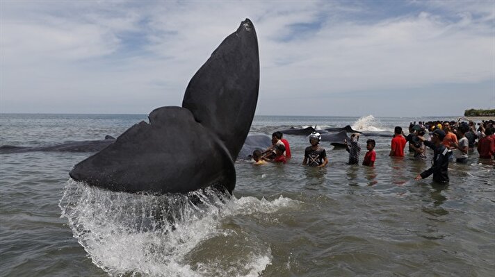 Volunteers rescue stranded whales in Indonesia