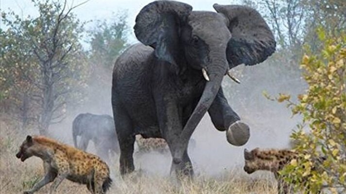 Anne filin sırtlanlara mücadelesi 