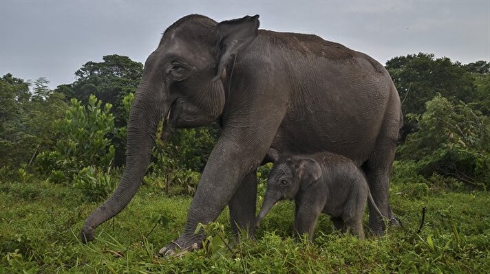 Indonesia’s endangered Sumatran elephants