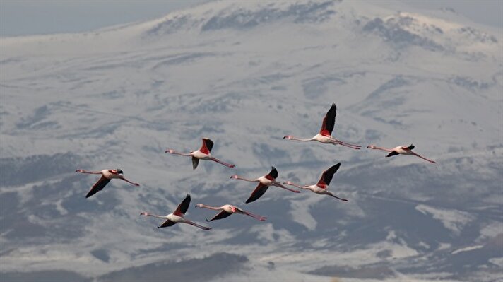 Flamingolar, soğuk havanın etkisini göstermesiyle sıcak bölgelere göç etmeye başladı.