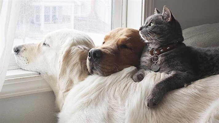 Kedi ve köpeklerin dostluğu 