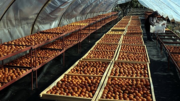 Aydın'da kendi geliştirdiği incir cipsiyle başarılı bir girişimcilik örneği sergileyen Semra Ünal, bu yıl da tazesi 3 liradan satılan cennet elmasını kurutarak kilosunu 30 liradan internetten alıcılarına sunuyor.