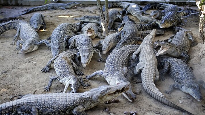 Crocodile breeding in Bangladesh