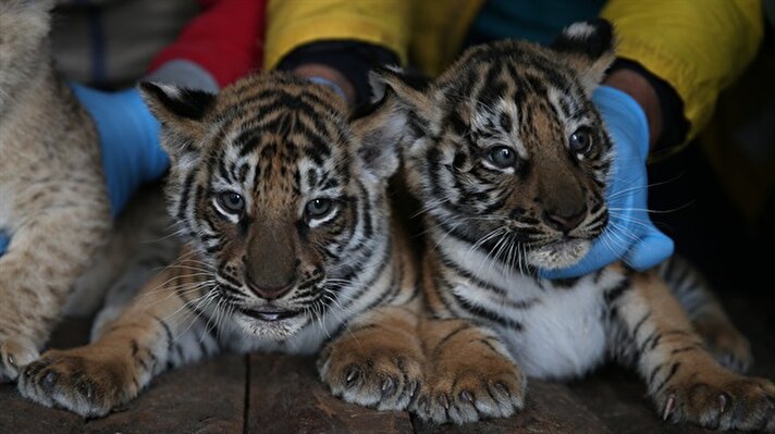 Baby lions and tigers become zoo mascots in Turkey’s Kayseri