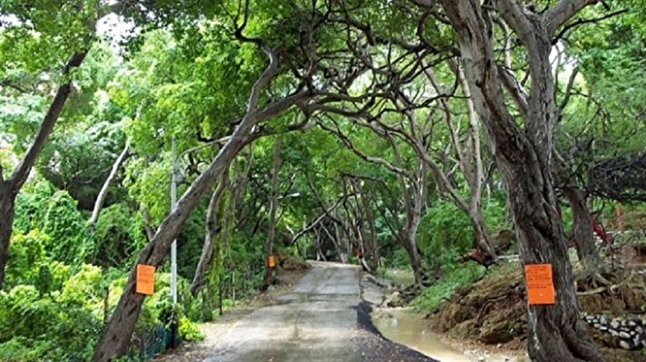 Florida, Karayipler, Orta ve Güney Amerika'da görülen Manchineel (manşinel) ağacına dokunmamanız gerek. 