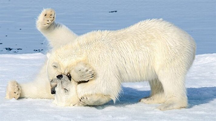 Rus fotoğrafçı Alexey Seafarer tarafından Kuzey Kutbun'da ögrüntülenen yavru kutup ayılarının dövüşmeleri görenlerin yüzünü güldürdü 