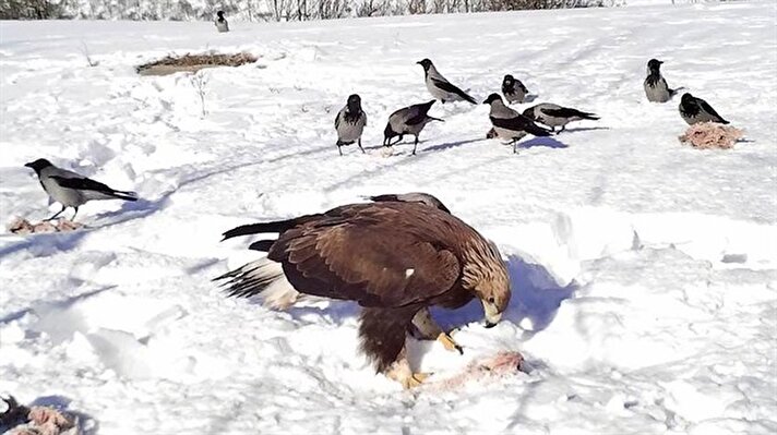 Ardahan'da soğuk hava ve kar yağışı nedeniyle yiyecek bulmakta güçlük çeken yabani hayvanların yiyecek bulma telaşı fotokapanlarca kaydedildi.