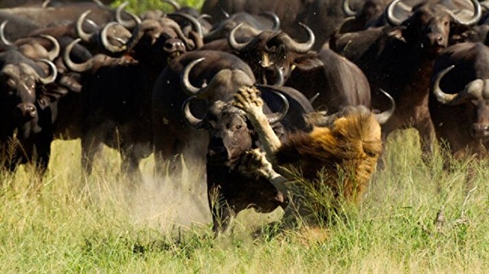 Güney Afrika'daki Kruger Ulusal Parkı'nda, Lyle Gregg, tek başına olan bir aslanın bizon sürüsüne yakalandığı anı fotoğrafladı.