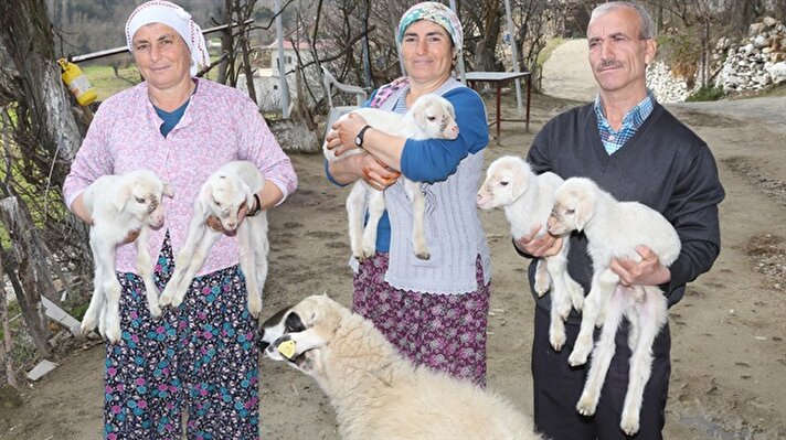 Muğla'nın Çatak Mahallesi'nde yaşayan Kazım Yılmaz, "Menekşe" ismini verdikleri koyunun ahırda doğum yaptığını fark edince eşi Şengül Yılmaz’a haber verdi.


