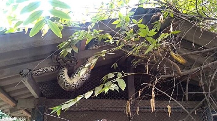 Tayland'da bir evin çatısında piton olduğunu fark eden ev sahipleri itfaiye çağırdı. 