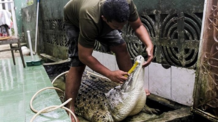 Endonezya'nın Batı Cava eyaletindeki Bogor kentinde yaşayan Irwan, 20 yıl önce bulduğu timsahı hala evinde besliyor. 