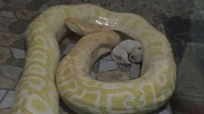 Çin'in merkezinde bir hayvanat bahçesinde, ölümcül zehri olan yılanı yavru köpeklerle beslediler. 