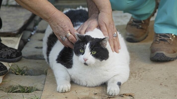 Obese cat weighs nearly 20 kg, starts diet and exercise