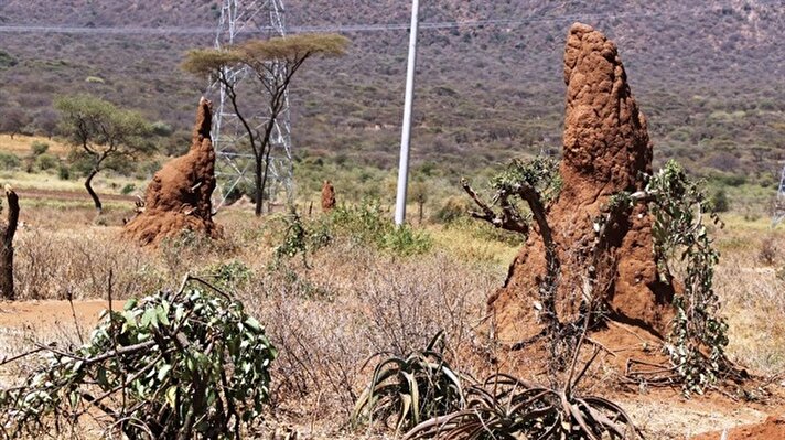Etiyopya'nın ağırlıklı olarak güneyinde olmak üzere çeşitli bölgelerinde yoğun olarak görülen karınca yuvalarının yüksekliği 4 metreyi buluyor. 