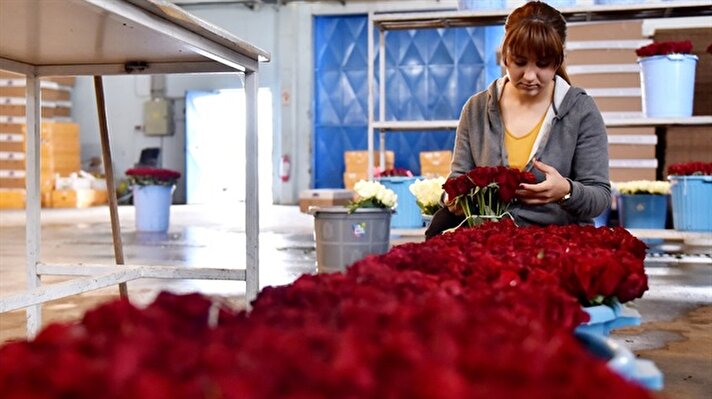 Rose preparation for Valentine's Day