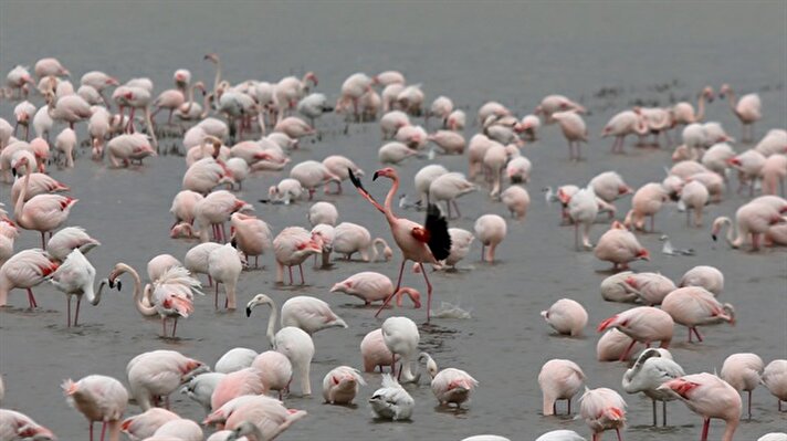 Flamingos ready to migrate from Lake Gala in Turkey