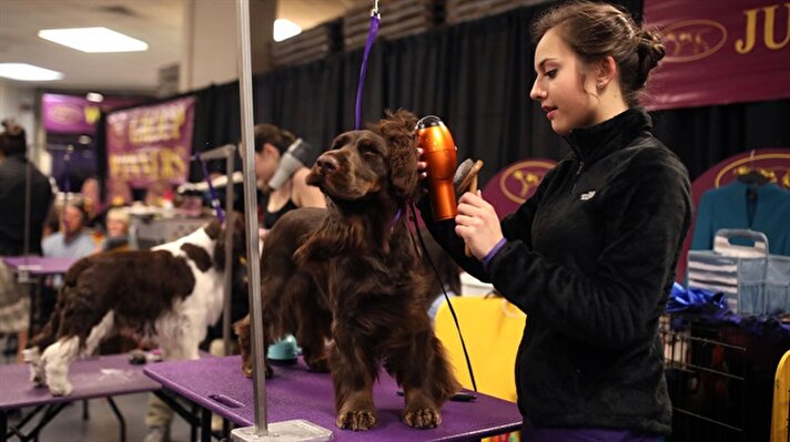 A dog is competing to become best during the 142nd Westminster Kennel Club Dog Show at Madison Square Garden in New York City, United States on February 13, 2018.​