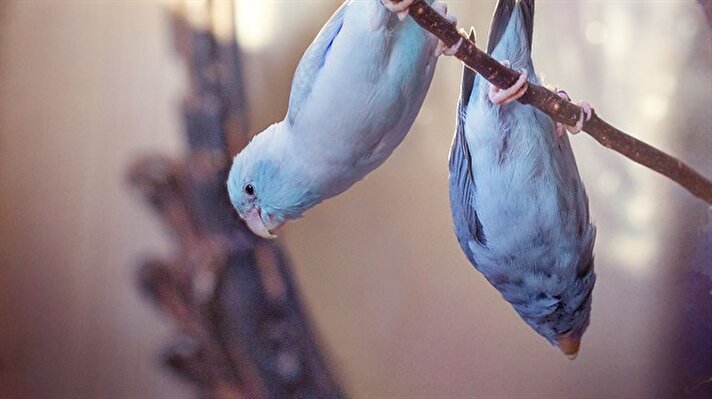 Bu kuşlar sosyal medyada fenomen oldu