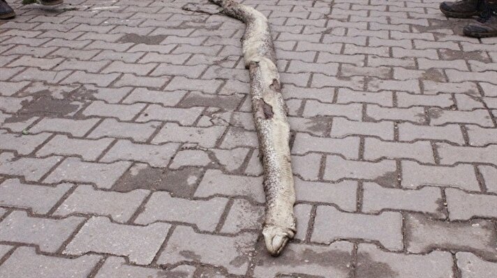  Tekirdağ’ın Şarköy ilçesi Şarköy-Gelibolu-Yeniköy yolu Killik mevkiinde yol ortasında ölü bir yılan bulundu. 
