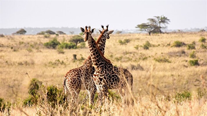 Safari tour in Kenya’s Nairobi
