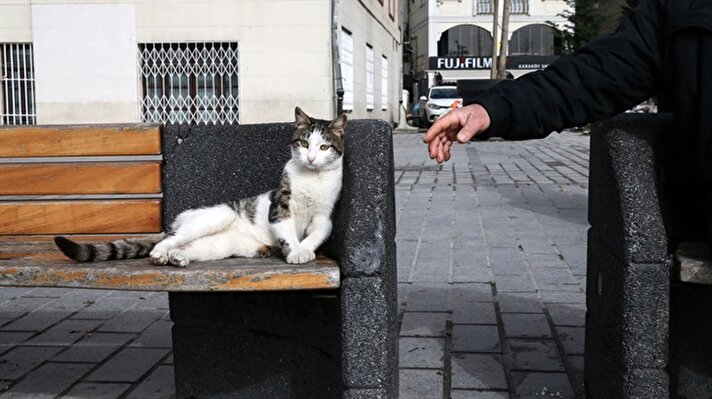 Şehrin her semtini kendilerine mekan tutan sokak kedilerini, sahiplendikleri bir iş yerinde, bazen bir turistik mekanda, kimi zaman da derme çatma meskenlerde görmek mümkün.

