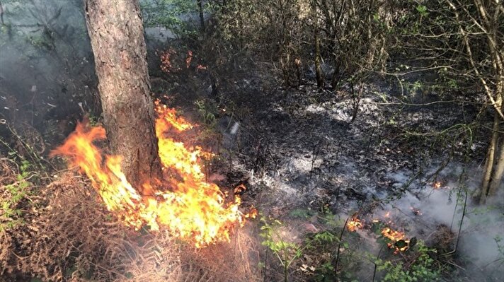  Aydos Ormanı'nda çıkan yangın, itfaiye ekiplerince söndürüldü.

