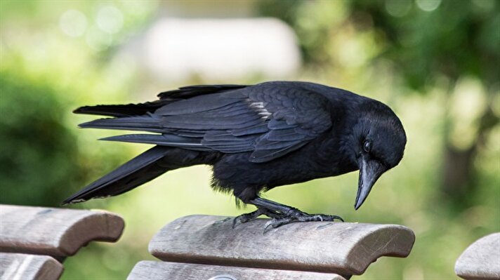 'Alakarga' olarak bilinen kuş, kendi türünden bir kuş öldüğünde diğerlerine sesleniyor. 