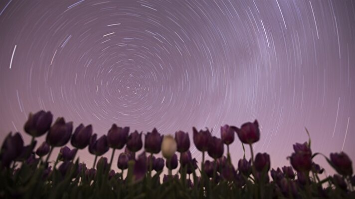Stars light up tulips in Turkey's Konya