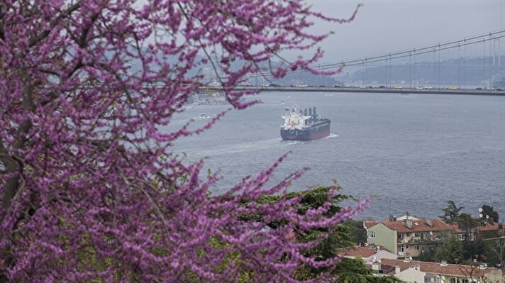 İstanbul'un sembolu haline gelen, baharın müjdecisi mor salkım ve erguvanlar, Üsküdar'ın Salacak sahilini süslemeye başladı.
