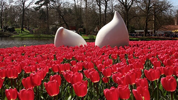 "رومانسية الزهور" تأسر القلوب في "كويكنهوف" الهولندية