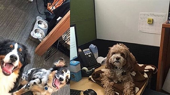 بالصور: لهذا السبب.. 6 آلاف كلب في مقر شركة أمازون