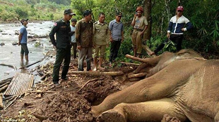 Beong Kok isimli fil, geçtiğimiz ay Kamboçya'nın Senmorom'daki evlere zarar verip köyden kaçtı. Öfkeli sahibi, 35 yaşındaki fili 28 Mart'ta yakaladı. 