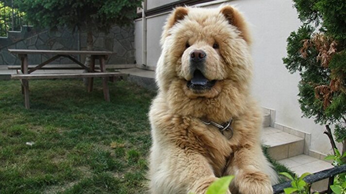 Edinilen bilgiye göre, geçen cuma günü merkez Nilüfer ilçesine bağlı Çamlıca Mahallesi'ndeki bir villanın bahçesinde duran 'Çin Aslanı' olarak da adlandırılan Chow Chow cinsi 'Herkül' isimli köpek, öğle saatlerinde iki genç tarafından çalındı. 