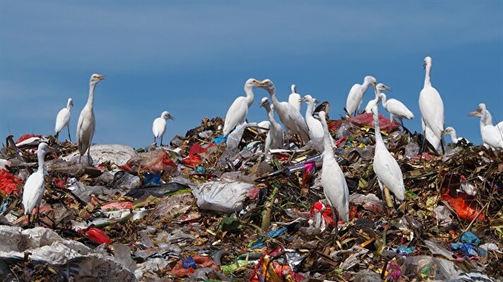 Birds eat from Bali's rubbish dumps, reduce stench