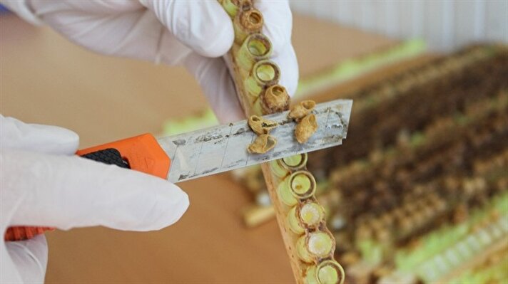 Yılda sadece 3 ay üretilen arı sütü hasadı başladı. Çiçeklerde polenin bulunduğu aylarda hasadı yapılan arı sütü fiyatıyla altınla yarışıyor.