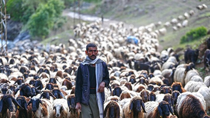 Shepherds herd livestocks in peace after counterterrorism operations in SE Turkey